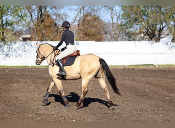 Andalou, Hongre, 9 Ans, 160 cm, Buckskin