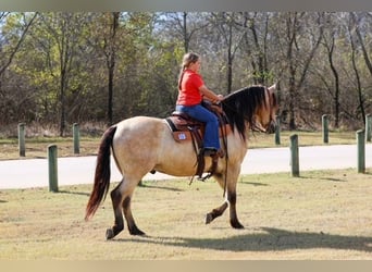 Andalou, Hongre, 9 Ans, 160 cm, Buckskin
