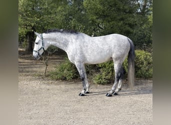 Andalou, Hongre, 9 Ans, 160 cm, Gris
