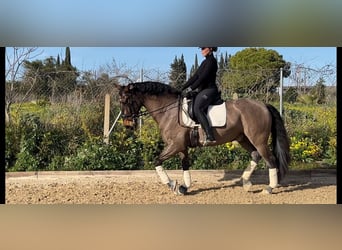 Andalou, Hongre, 9 Ans, 163 cm, Bai cerise