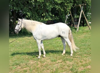 Andalou, Hongre, 9 Ans, 166 cm, Gris