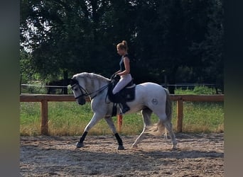 Andalou, Hongre, 9 Ans, 166 cm, Gris