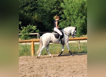 Andalou, Hongre, 9 Ans, 166 cm, Gris