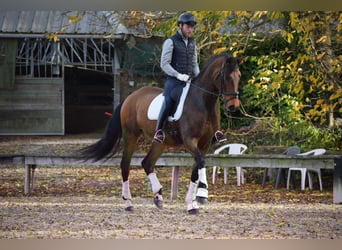 Andalou, Hongre, 9 Ans, 173 cm, Bai