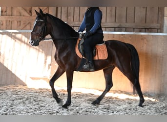 Andalou, Hongre, 9 Ans