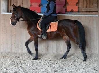 Andalou, Hongre, 9 Ans