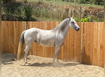 Andalou Croisé, Jument, 10 Ans, 150 cm, Gris