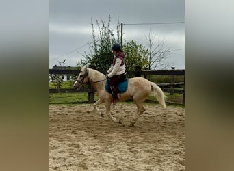 Andalou Croisé, Jument, 10 Ans, 150 cm, Palomino