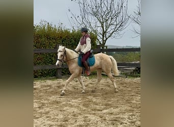 Andalou Croisé, Jument, 10 Ans, 150 cm, Palomino