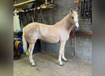 Andalou Croisé, Jument, 10 Ans, 150 cm, Palomino