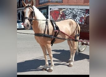 Andalou Croisé, Jument, 10 Ans, 150 cm, Palomino