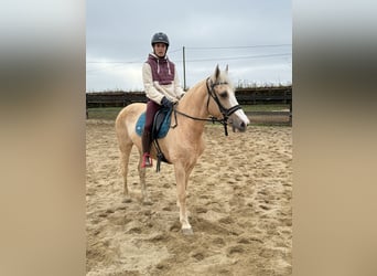 Andalou Croisé, Jument, 10 Ans, 150 cm, Palomino