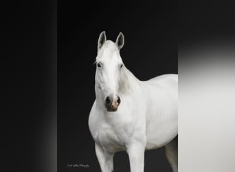 Andalou, Jument, 10 Ans, 157 cm, Blanc