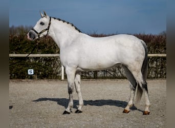 Andalou, Jument, 10 Ans, 162 cm, Gris