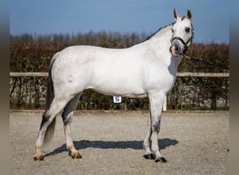 Andalou, Jument, 10 Ans, 162 cm, Gris