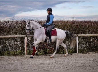 Andalou, Jument, 10 Ans, 162 cm, Gris