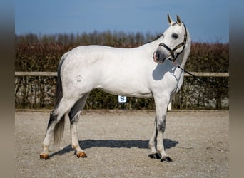 Andalou, Jument, 10 Ans, 162 cm, Gris