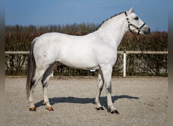 Andalou, Jument, 10 Ans, 162 cm, Gris