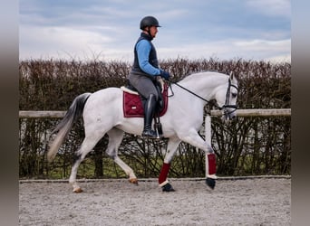 Andalou, Jument, 10 Ans, 162 cm, Gris