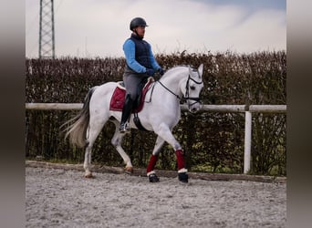 Andalou, Jument, 10 Ans, 162 cm, Gris