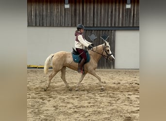 Andalou Croisé, Jument, 11 Ans, 150 cm, Palomino