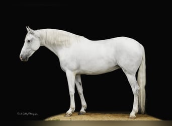 Andalou, Jument, 11 Ans, 157 cm, Blanc