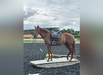 Andalou Croisé, Jument, 11 Ans, 158 cm, Alezan