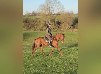 Andalou Croisé, Jument, 11 Ans, 158 cm, Alezan