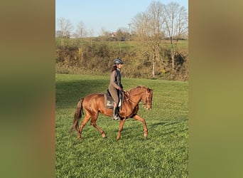 Andalou Croisé, Jument, 11 Ans, 158 cm, Alezan