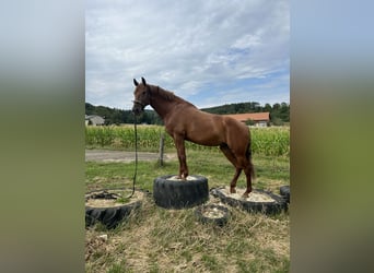 Andalou Croisé, Jument, 11 Ans, 158 cm, Alezan