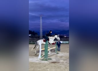 Andalou Croisé, Jument, 11 Ans, 160 cm, Gris