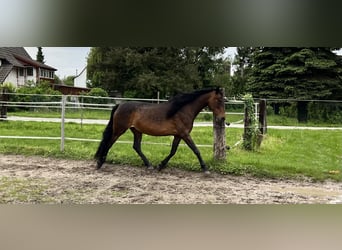 Andalou, Jument, 11 Ans, 164 cm, Bai brun