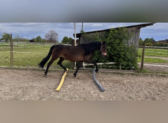 Andalou, Jument, 11 Ans, 164 cm, Bai brun