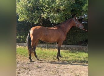 Andalou, Jument, 11 Ans, 166 cm, Bai