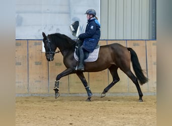 Andalou, Jument, 12 Ans, 148 cm, Bai