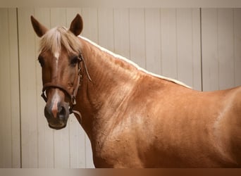 Andalou, Jument, 12 Ans, 156 cm, Palomino