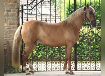 Andalou, Jument, 12 Ans, 156 cm, Palomino