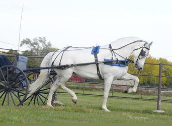 Andalou, Jument, 12 Ans, 157 cm, Blanc