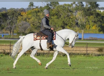 Andalou, Jument, 12 Ans, 157 cm, Blanc