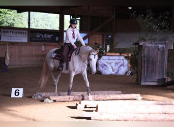 Andalou, Jument, 12 Ans, 158 cm, Perlino