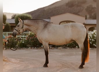 Andalou, Jument, 12 Ans, 170 cm, Buckskin