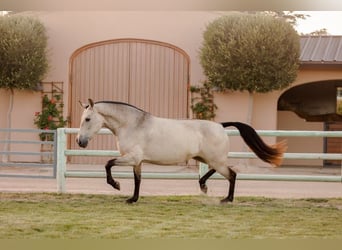 Andalou, Jument, 12 Ans, 170 cm, Buckskin