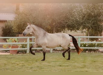 Andalou, Jument, 12 Ans, 170 cm, Buckskin