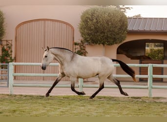 Andalou, Jument, 12 Ans, 170 cm, Buckskin