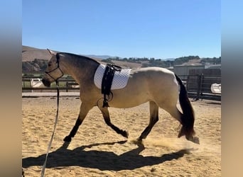 Andalou, Jument, 12 Ans, 170 cm, Buckskin