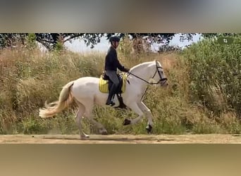 Andalou, Jument, 13 Ans, 155 cm, Cremello