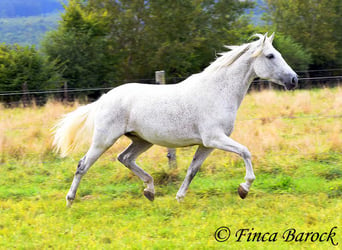 Andalou, Jument, 13 Ans, 162 cm, Gris