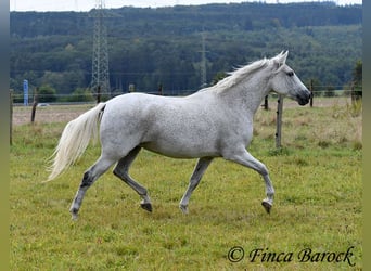 Andalou, Jument, 13 Ans, 162 cm, Gris