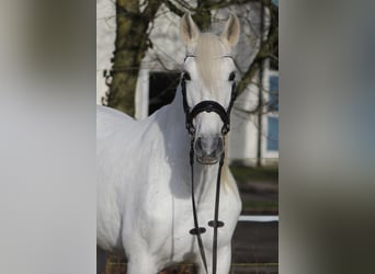 Andalou Croisé, Jument, 13 Ans, 162 cm, Gris