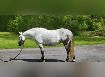 Andalou, Jument, 13 Ans, Gris